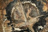 Polished Triassic Petrified Wood (Araucarioxylon) Round - Utah #320735-1